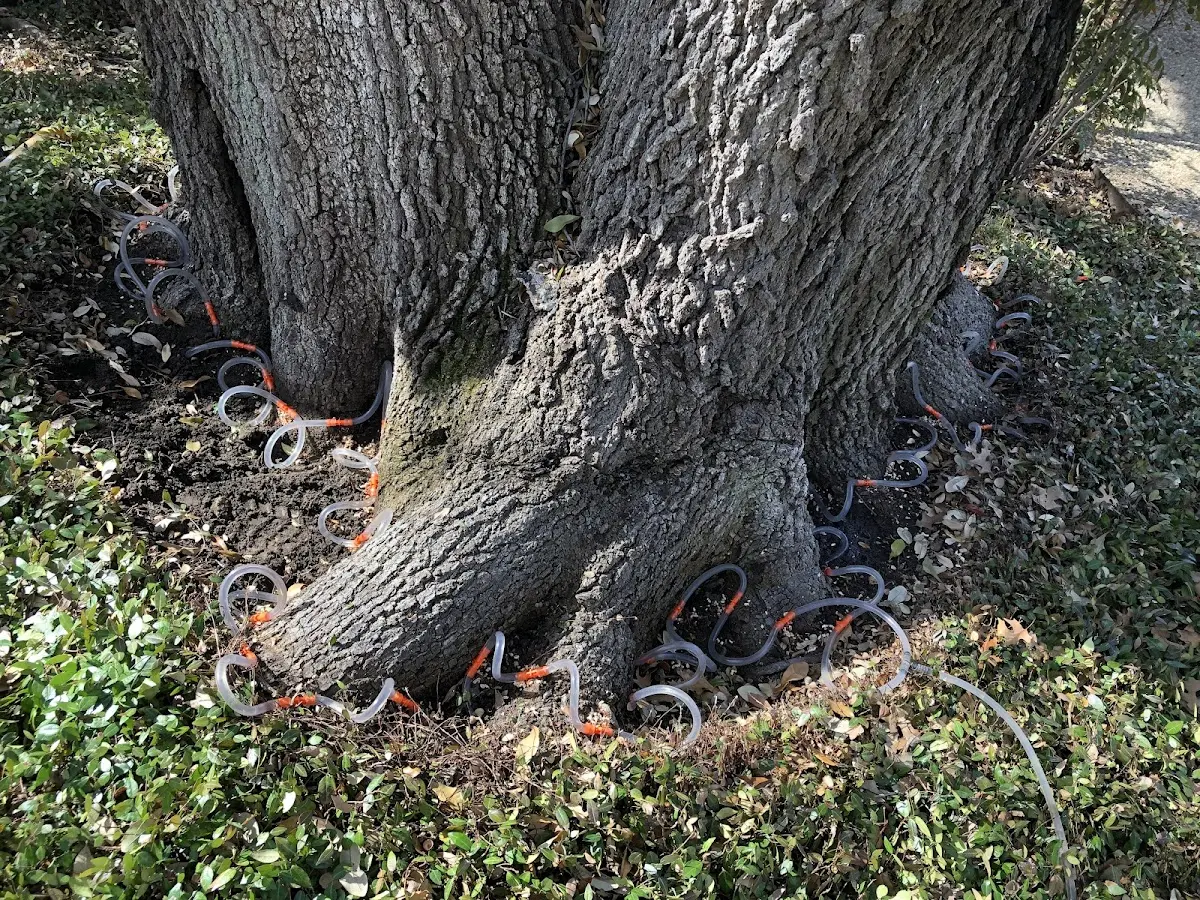 Detailed Shrub and Hedge Trimming job site in Castella