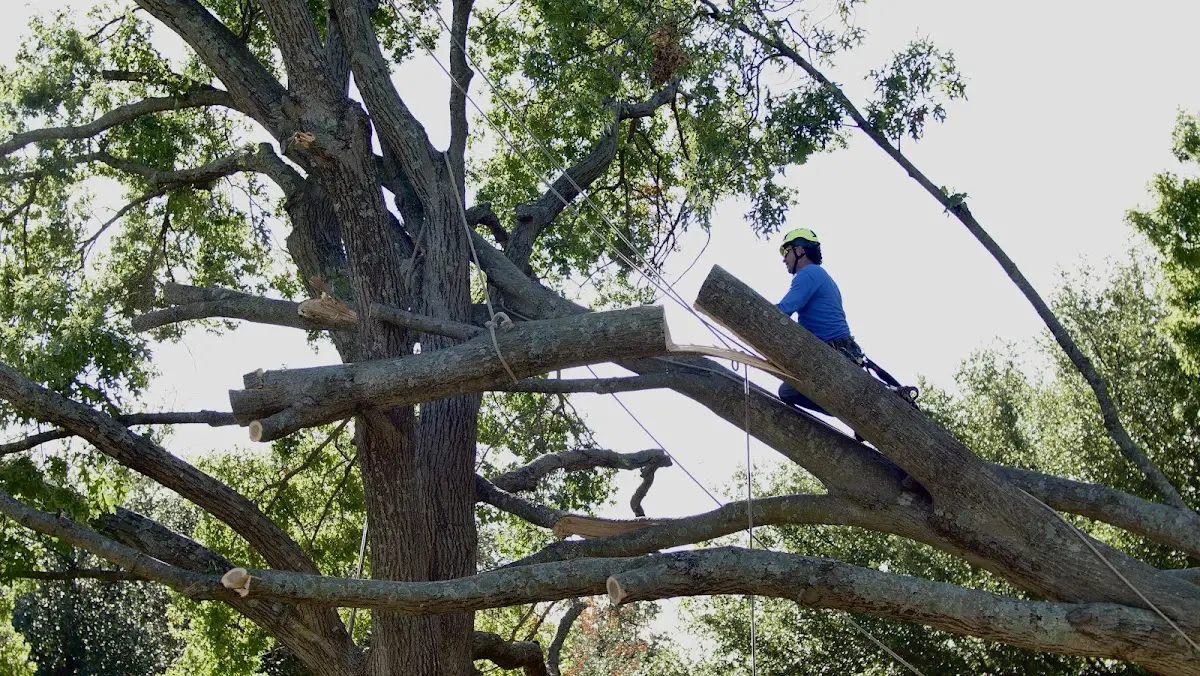 Professional Hazardous Tree Removal performed by certified arborists in Castella