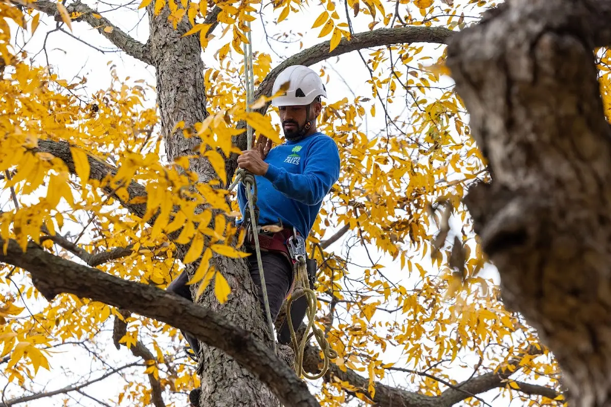 Skilled Storm Damage Cleanup crew working in Castella